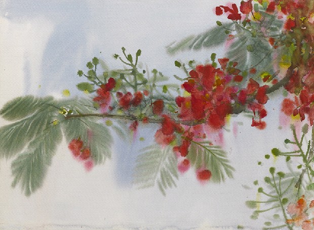 藏品:花(鳳凰木)的(1)張圖片