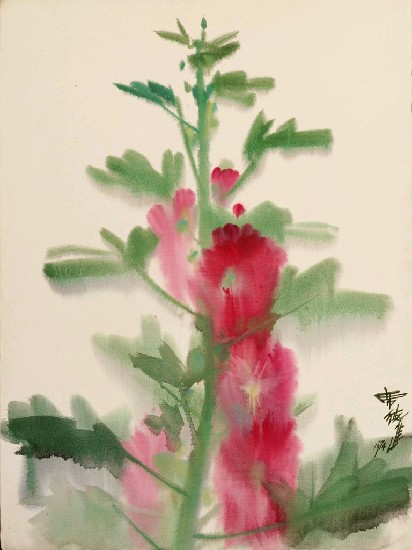 藏品:花(蜀葵)的(1)張圖片