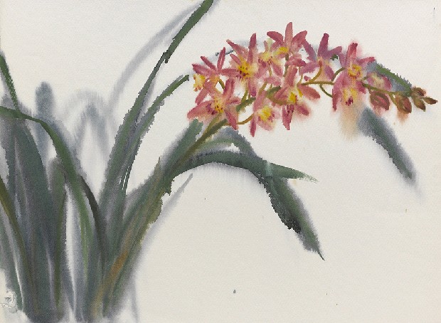 藏品:蘭花的(1)張圖片