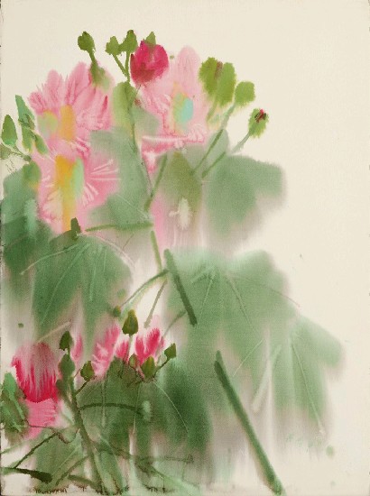 藏品:蜀葵的(1)張圖片
