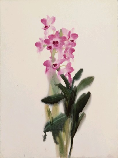 藏品:蘭花的(1)張圖片