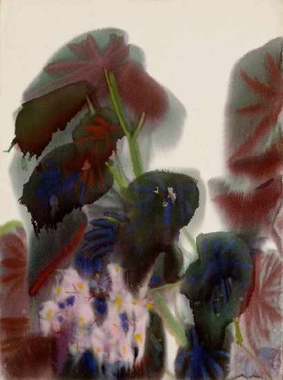 藏品:海棠的(1)張圖片