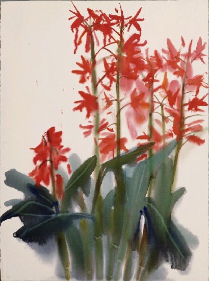 藏品:紅花的(1)張圖片