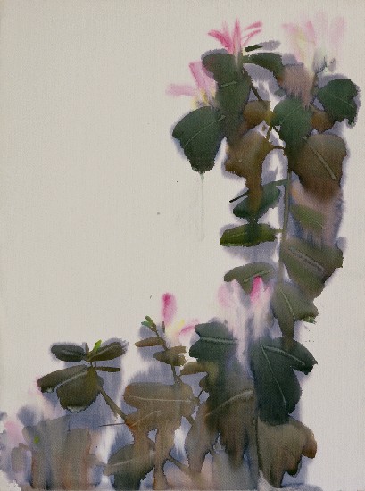 藏品:羊蹄甲花的(1)張圖片