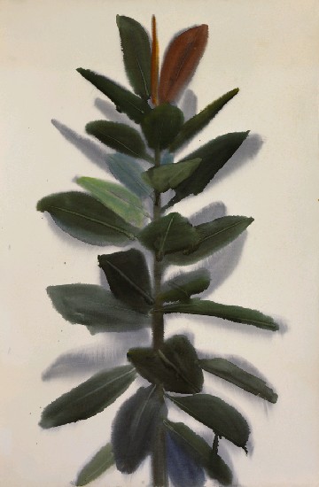 藏品:大葉榕的(1)張圖片