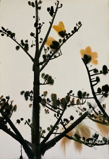 藏品:木棉花的(1)張圖片