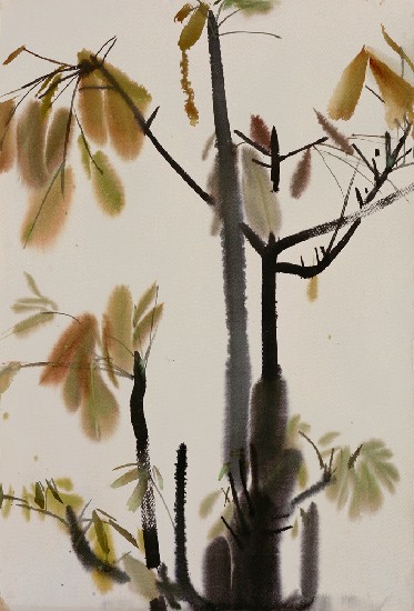 藏品:木棉(葉)的(1)張圖片