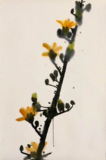 藏品:木棉花的(1)張圖片