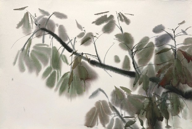 藏品:木棉(葉)的(1)張圖片