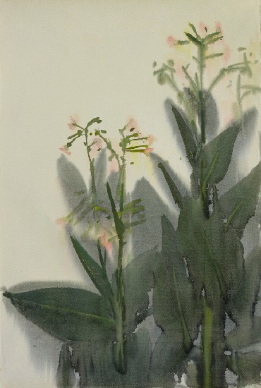 藏品:粉色花的(1)張圖片