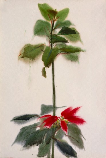 藏品:聖誕紅的(1)張圖片