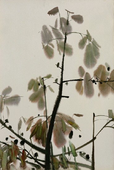 藏品:木棉(葉)的(1)張圖片