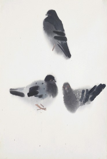 藏品:鴿子的(1)張圖片