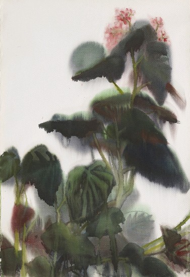 藏品:海棠花的(1)張圖片