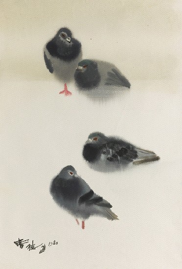 藏品:鴿子的(1)張圖片