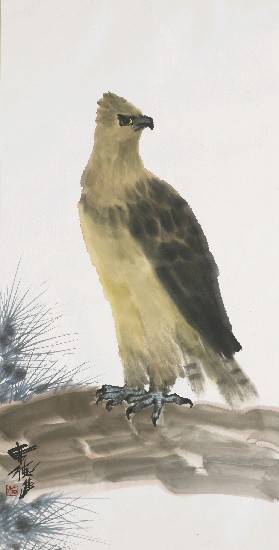 藏品:鷹的(1)張圖片