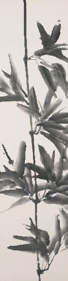 藏品:竹的(1)張圖片