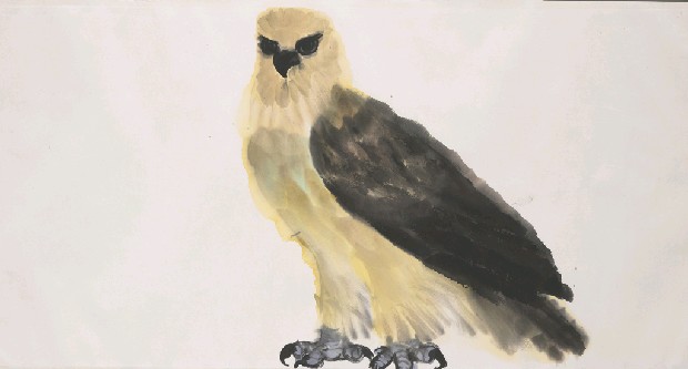 藏品:鷹的(1)張圖片