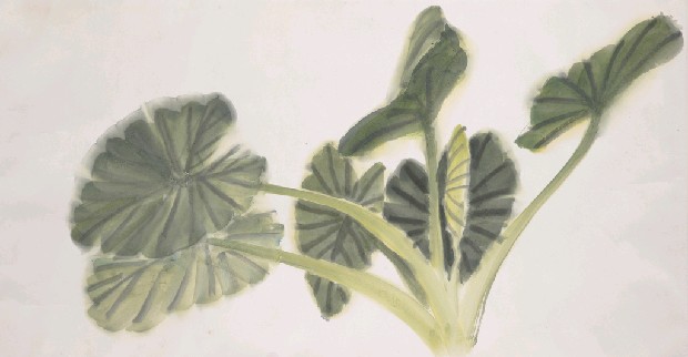 藏品:芋葉的(1)張圖片