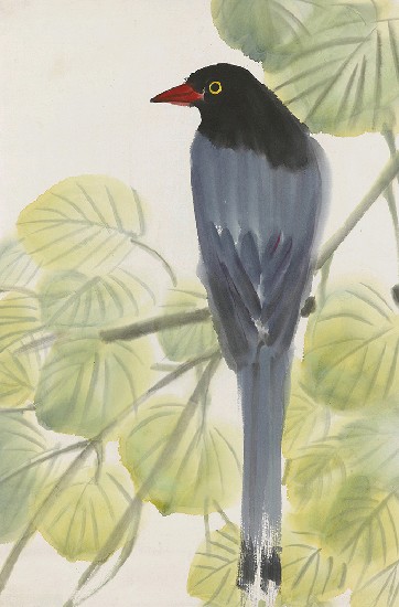 藏品:藍帶鳥的(1)張圖片