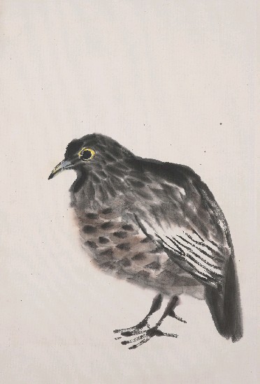 藏品:鵪鶉的(1)張圖片