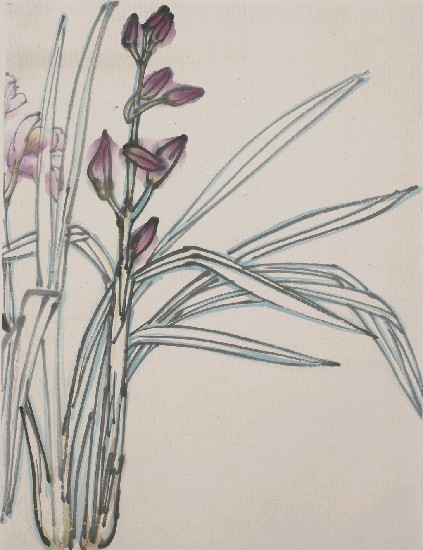 藏品:蘭花草的(1)張圖片