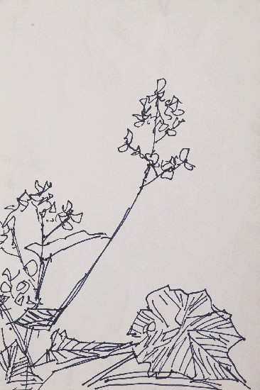 藏品:海棠花的(1)張圖片