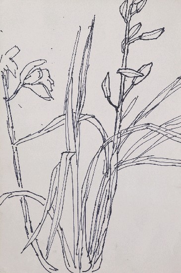 藏品:蘭花草的(1)張圖片