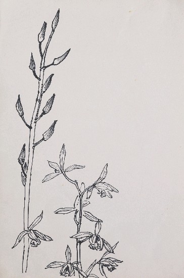 藏品:蘭花的(1)張圖片