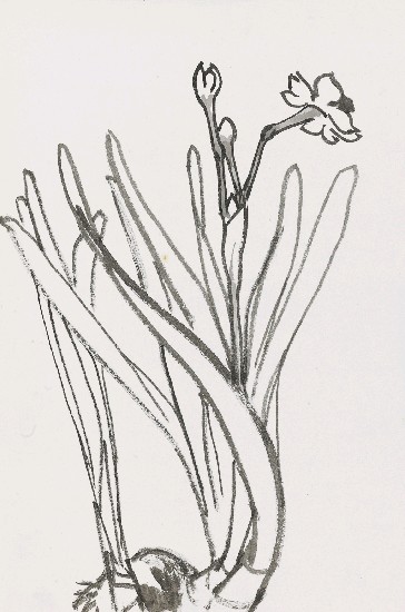 藏品:水仙花的(1)張圖片