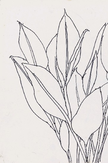 藏品:花草的(1)張圖片