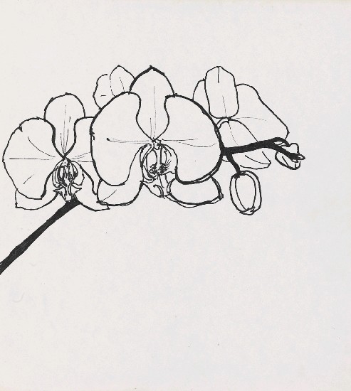 藏品:蘭花的(1)張圖片