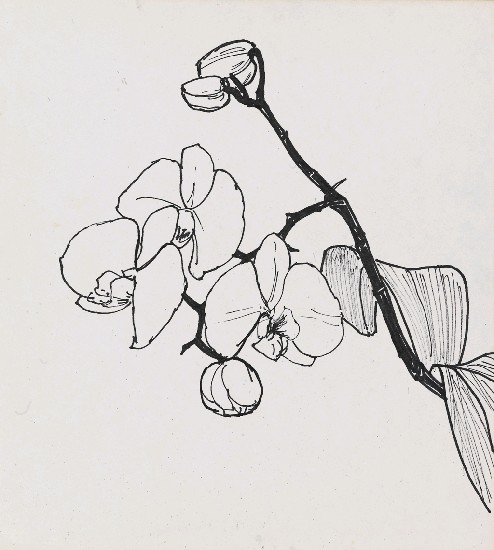 藏品:蘭花的(1)張圖片