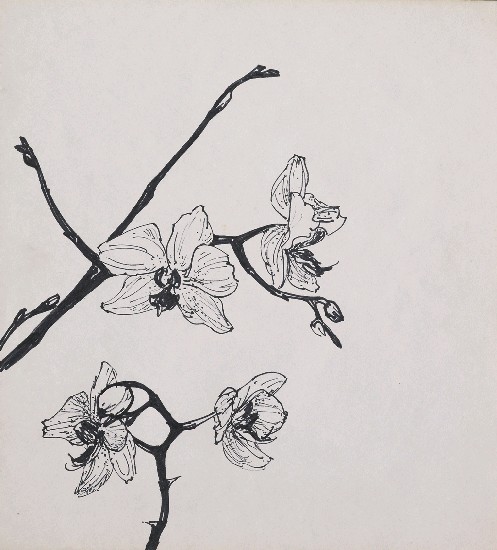 藏品:蘭花的(1)張圖片