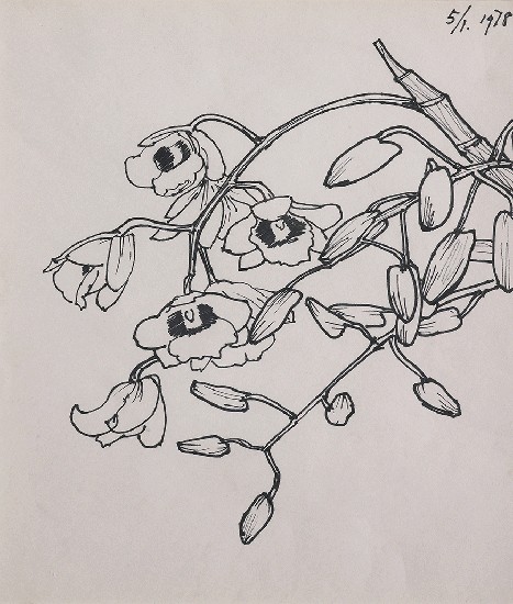 藏品:蘭花的(1)張圖片