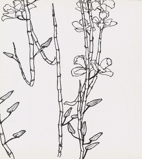 藏品:蘭花的(1)張圖片