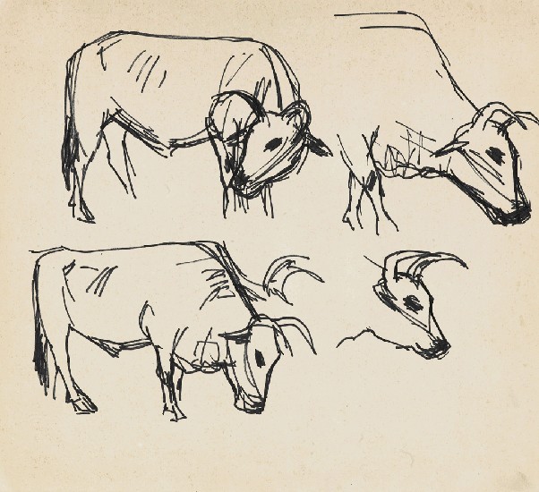 藏品:牛的(1)張圖片