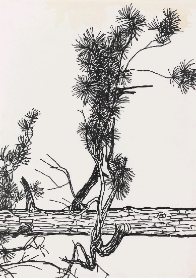 藏品:松的(1)張圖片