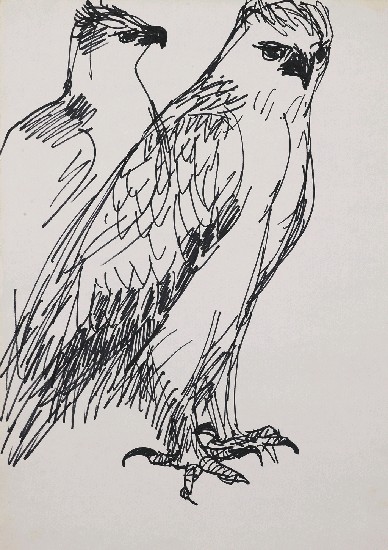 藏品:鷹的(1)張圖片