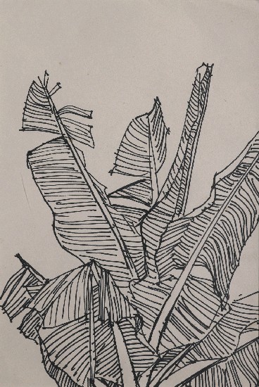 藏品:香蕉的(1)張圖片