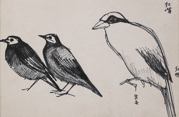 藏品:鳥的(1)張圖片