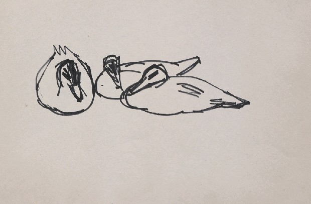 藏品:鴨的(1)張圖片