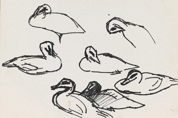 藏品:鴨(七隻)的(1)張圖片