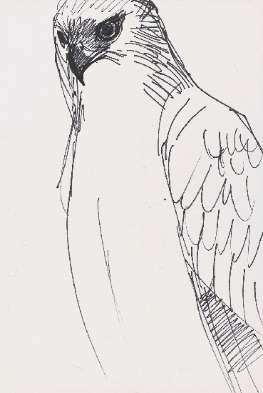 藏品:鷹的(1)張圖片