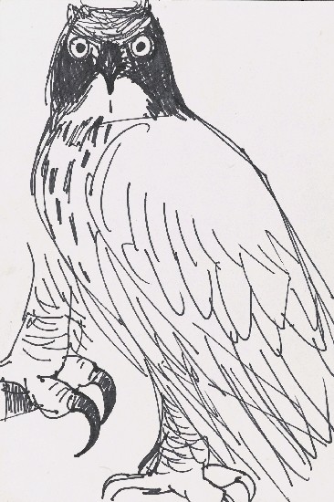 藏品:鷹的(1)張圖片