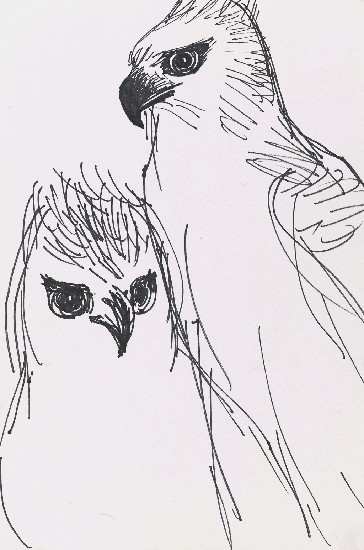 藏品:鷹的(1)張圖片