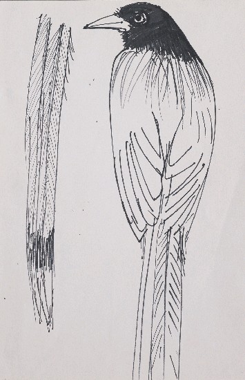 藏品:鳥的(1)張圖片