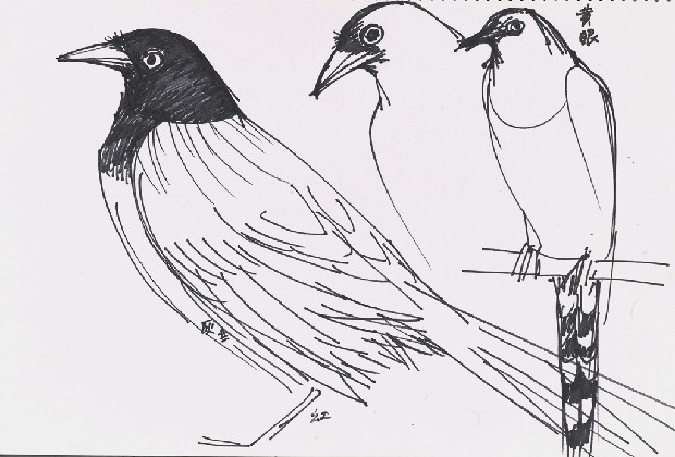 藏品:鳥的(1)張圖片