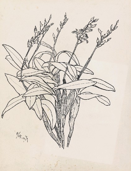 藏品:蘭花的(1)張圖片