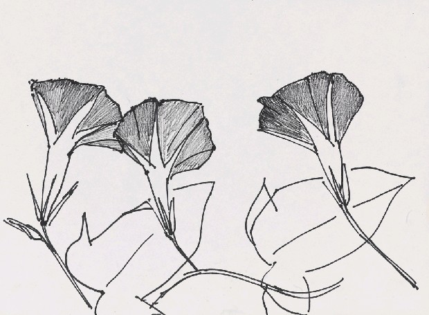 藏品:牽牛花的(1)張圖片